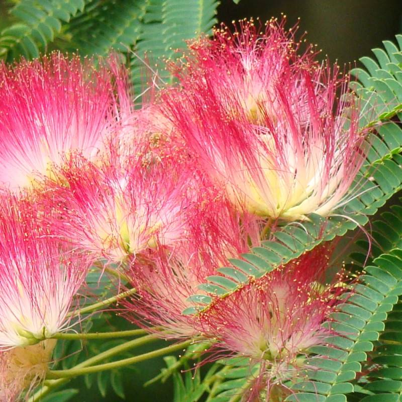 Arbre à soie Ombrella® 'Boulbri', Albizia à fleurs Rose - feuillage Caduc - Pot de 10L - 60/80 cm-  hauteur à maturité De 5,00 m à 10,00 m - Image 5