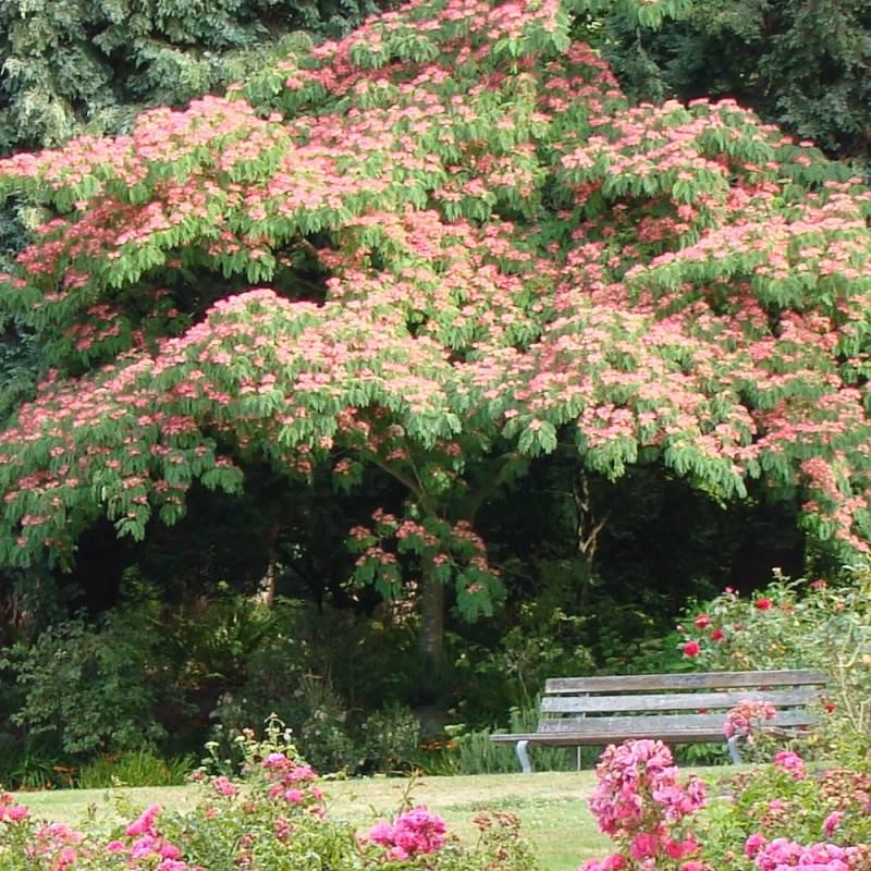Arbre à soie Ombrella® 'Boulbri', Albizia à fleurs Rose - feuillage Caduc - Pot de 10L - 60/80 cm-  hauteur à maturité De 5,00 m à 10,00 m - Image 7