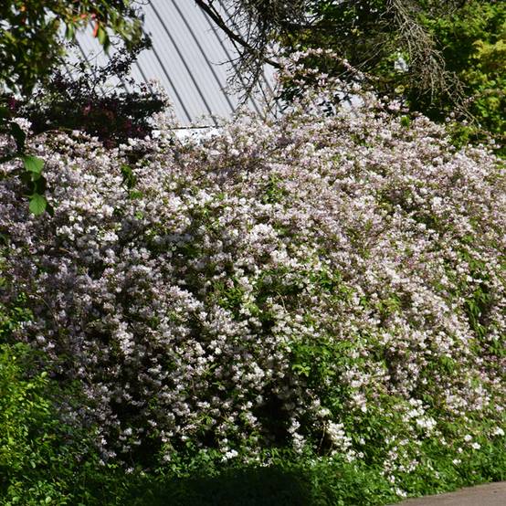 Promesse de Fleurs - Deutzia rosea Campanulata Pot de 2L/3L - Image 1