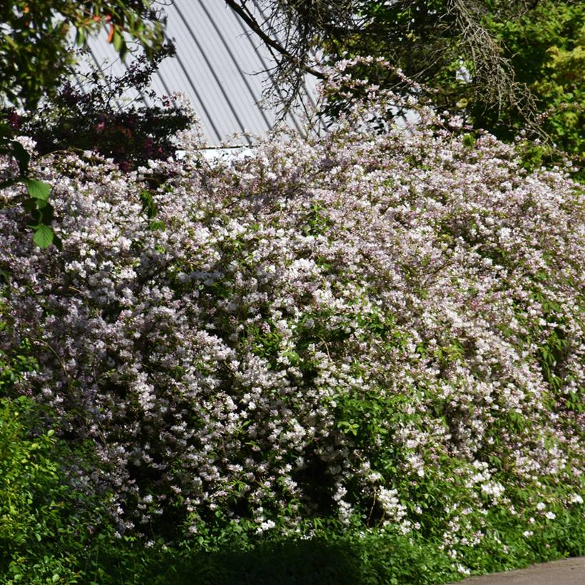 Promesse de Fleurs - Deutzia rosea Campanulata Pot de 2L/3L - Image 1