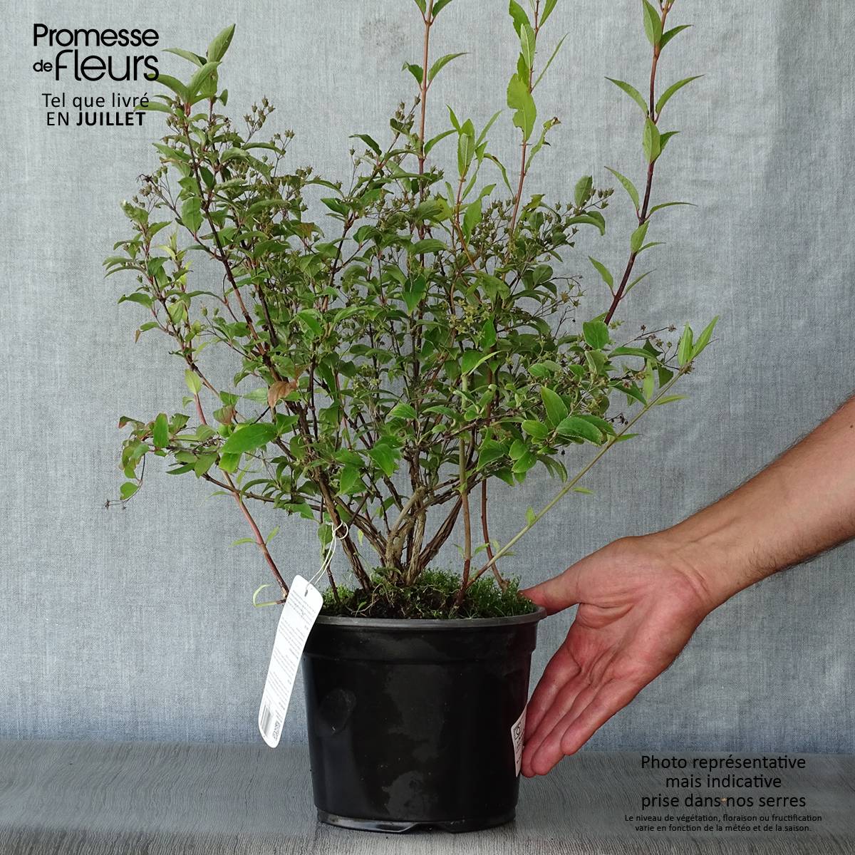 Promesse de Fleurs - Deutzia rosea Campanulata Pot de 2L/3L - Image 2