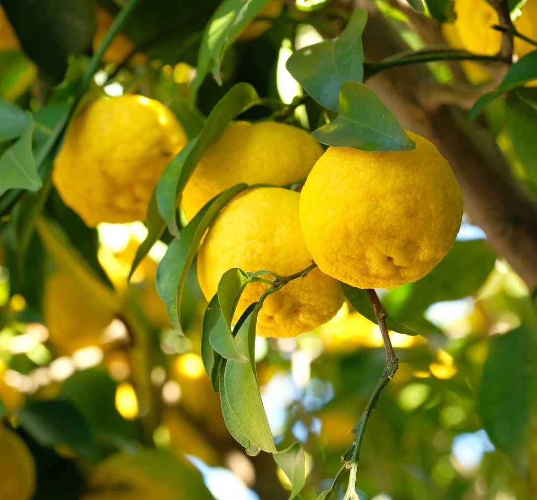 0 - Agrumes citrus junos Yuzu 5 (citronYuzu) Pot de 10 litres - 140/160 cm - Image 3