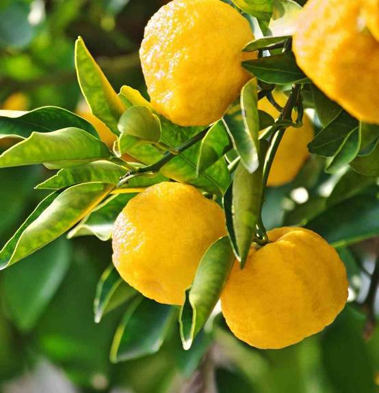 0 - Agrumes citrus junos Yuzu 5 (citronYuzu) Pot de 10 litres - 140/160 cm - Image 1