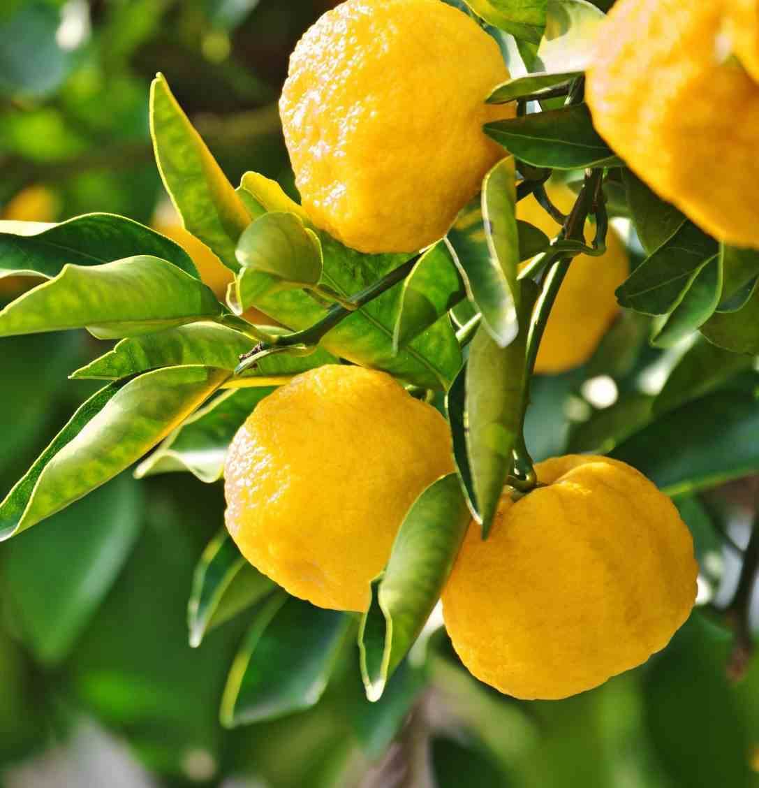 0 - Agrumes citrus junos Yuzu 5 (citronYuzu) Pot de 10 litres - 140/160 cm - Image 1
