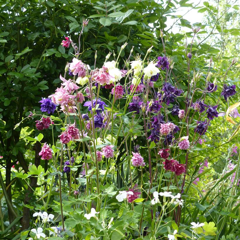 Promesse de Fleurs - Graines d'Ancolie des jardins double Granny's Bonnets - Aquilegia vulgaris Plena le sachet de 550 graines environ (0,8g)