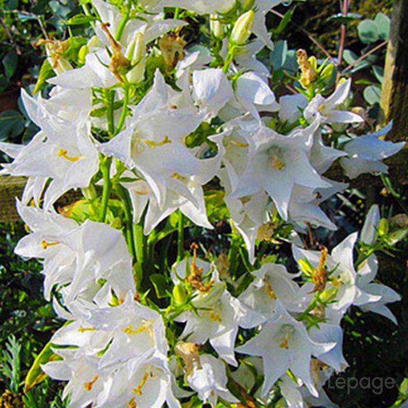 3 Campanules 'Pyramidale' Blanc Alba (Campanula 'Pyramidalis') - Lot de 3 vivaces - Pépinières Naudet - Image 1