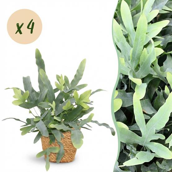 Phlebodium Aureum Bleu Star - H30cm - Image 3