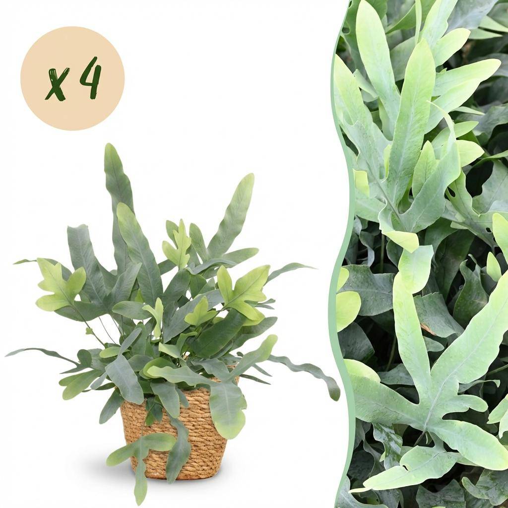Phlebodium Aureum Bleu Star - H30cm - Image 3