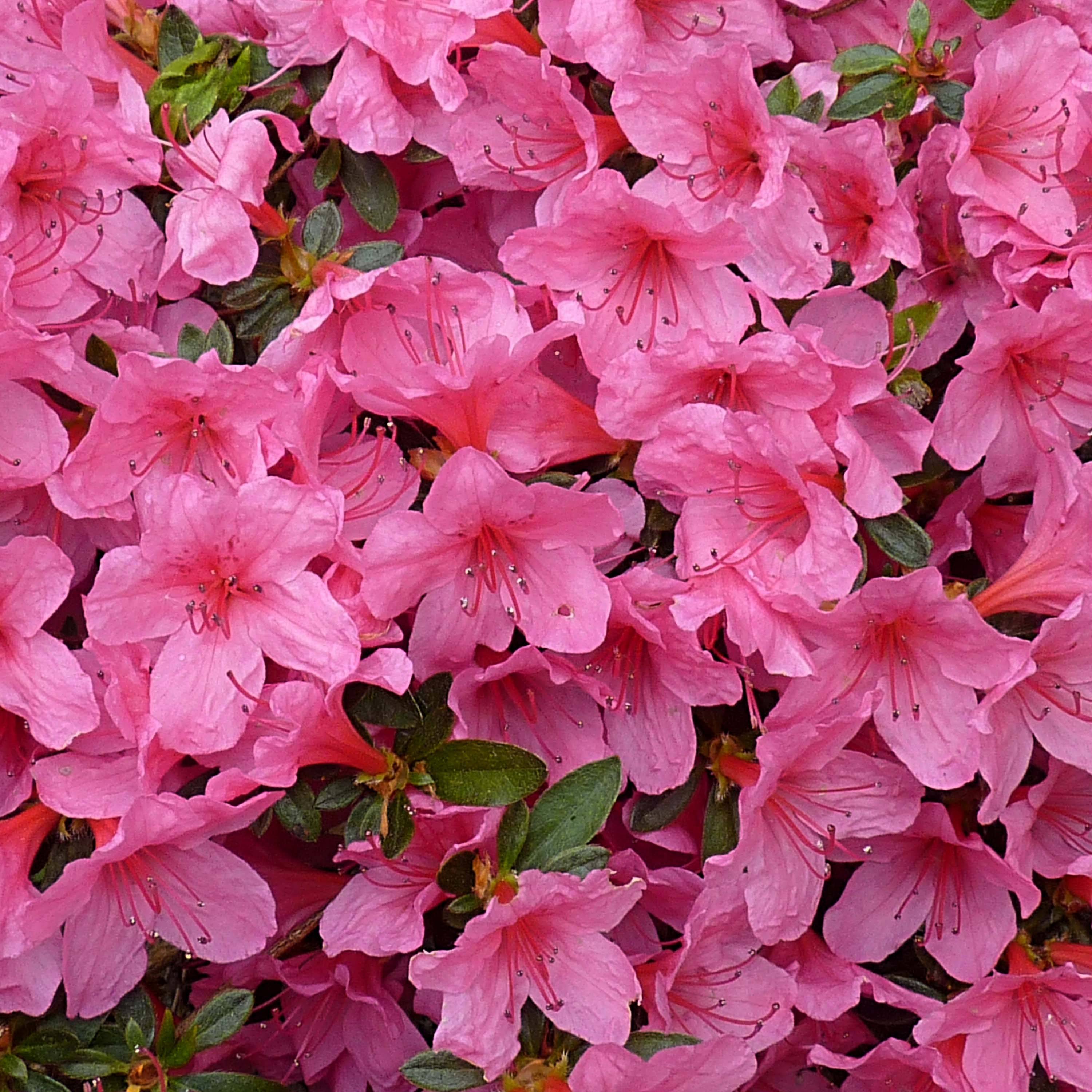 Promesse de Fleurs - Azalée japonaise Mme Van Hecke Pot de 12L/15L - Image 1