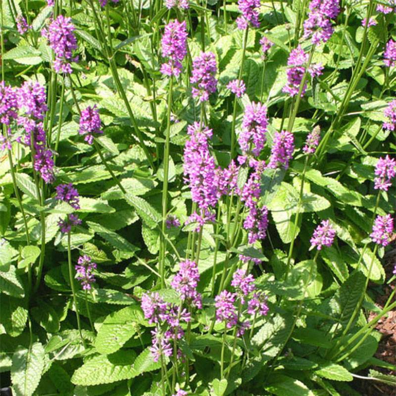 Stachys monieri Hummelo - Epiaire Pot de 2L/3L