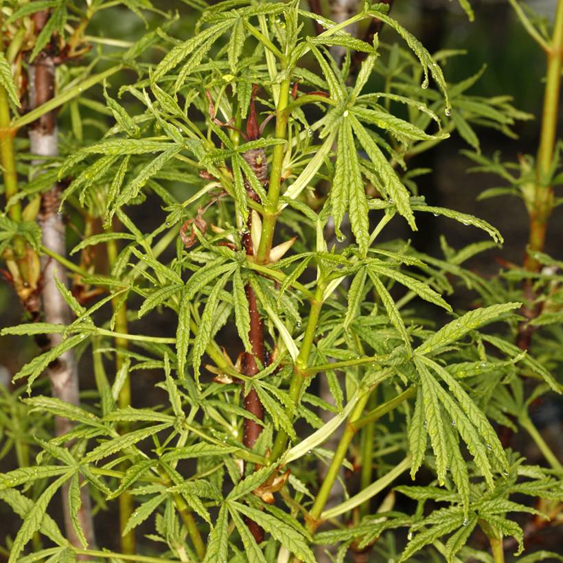 Aesculus Digitata - Marronnier commun hybride Pot de 4L/5L