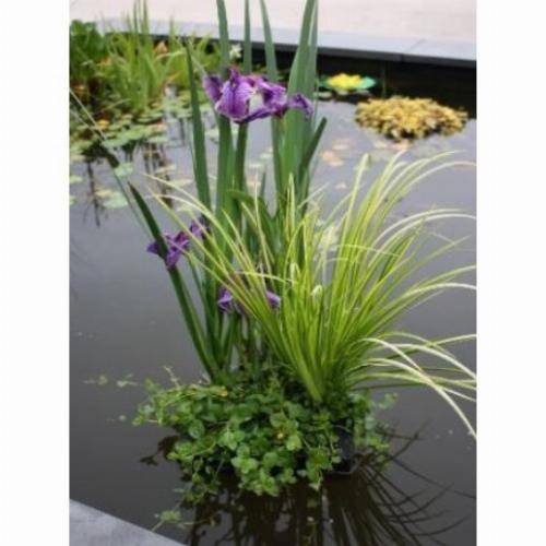 Kit panier flottant carré avec plantes aquatiques de bassin - Image 5