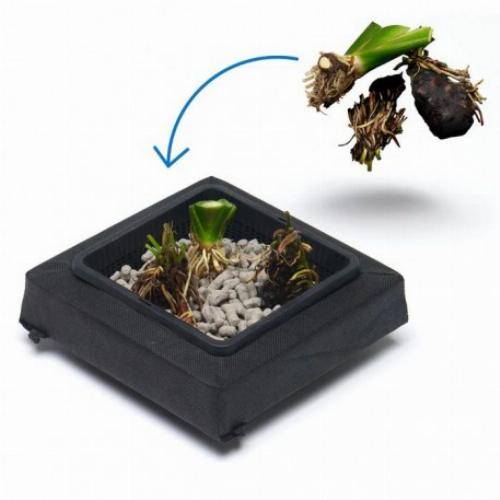 Kit panier flottant carré avec plantes aquatiques de bassin - Image 3