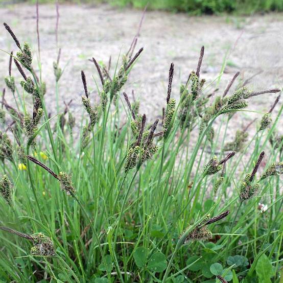 Promesse de Fleurs - Carex nigra - Laîche noire Godet de 8/9 cm