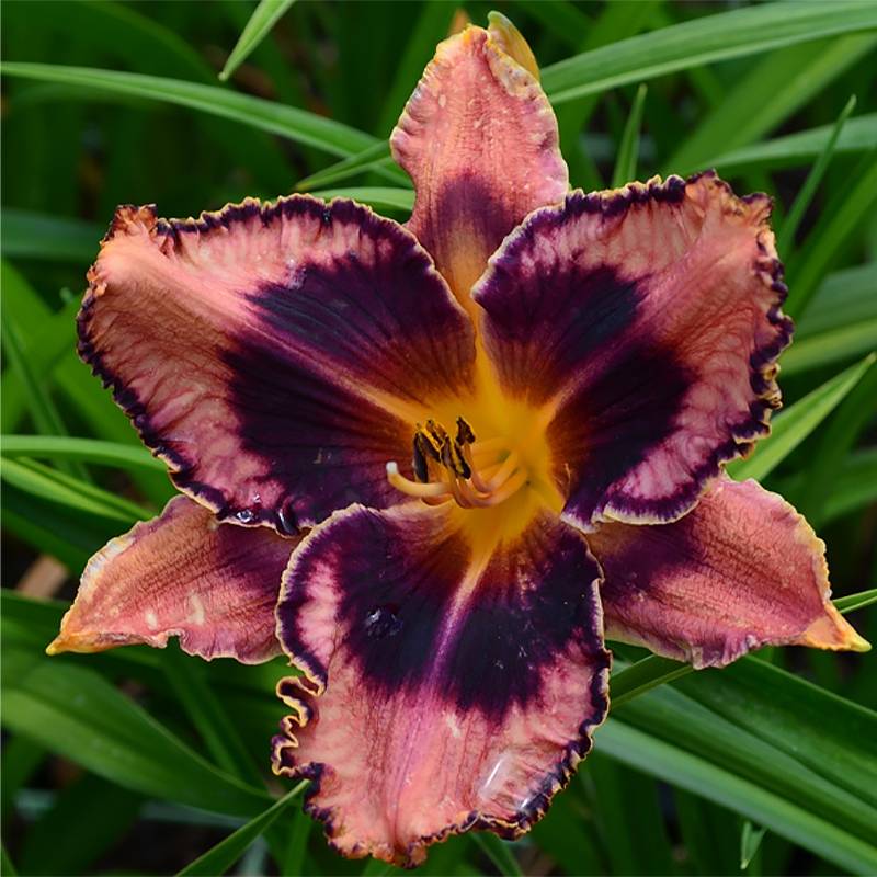 Promesse de Fleurs - Hémérocalle Exotic Treasure - Lis d'un jour Pot de 1L/1,5L