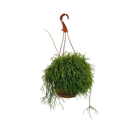 Rhipsalis Cassutha 45cm - Plante d'intérieur- La Green Touch - Image 1