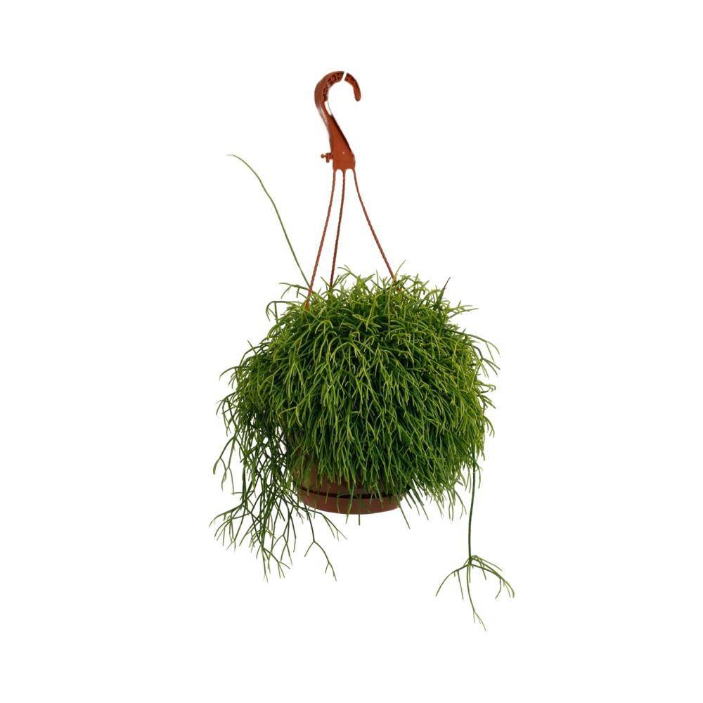 Rhipsalis Cassutha 45cm - Plante d'intérieur- La Green Touch