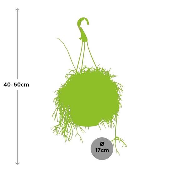 Rhipsalis Cassutha 45cm - Plante d'intérieur- La Green Touch - Image 3