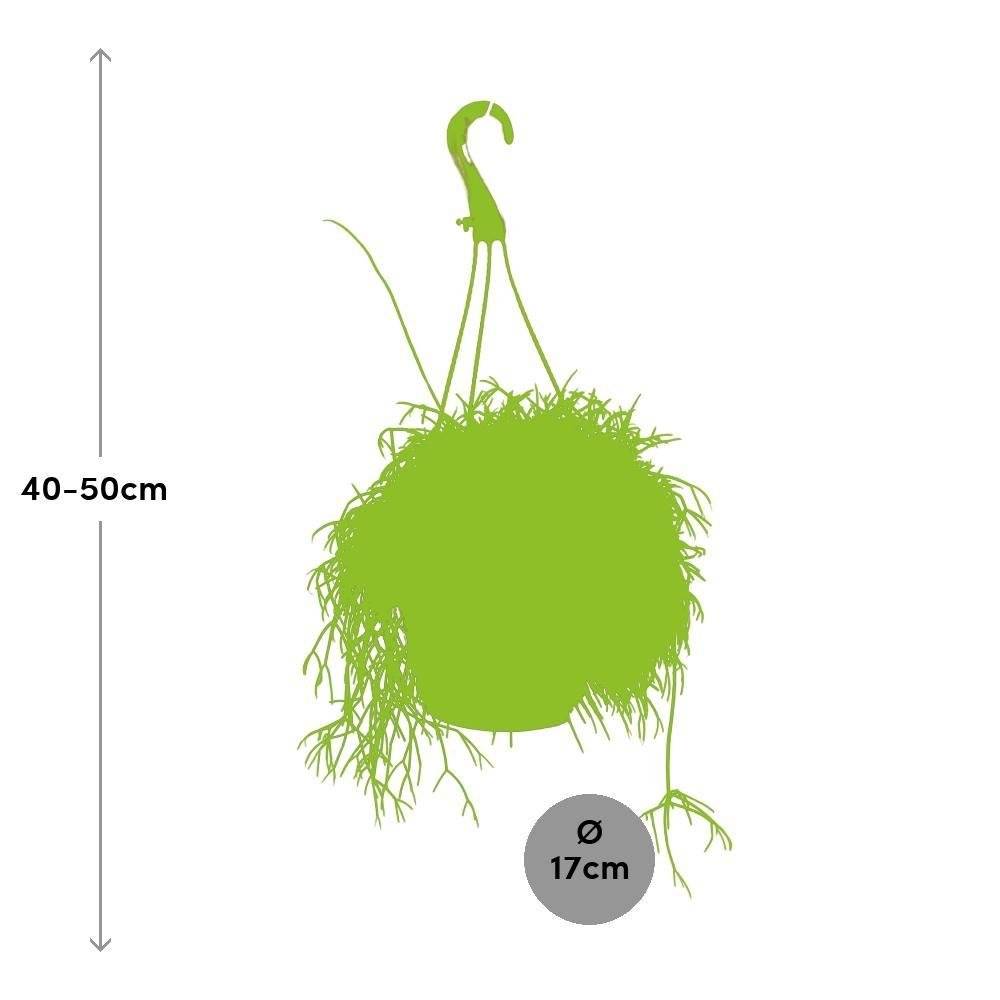 Rhipsalis Cassutha 45cm - Plante d'intérieur- La Green Touch - Image 3