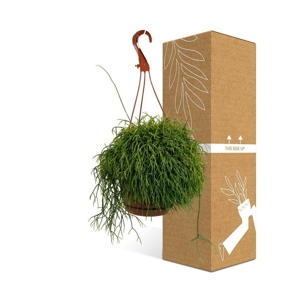 Rhipsalis Cassutha 45cm - Plante d'intérieur- La Green Touch - Image 4