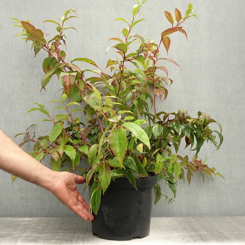Leucothoe fontanesiana Rainbow Pot de 7,5L/10L - Image 2