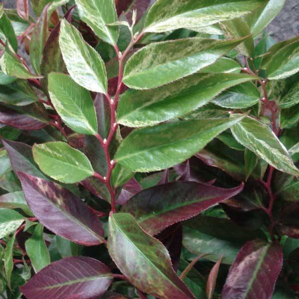 Leucothoe fontanesiana Rainbow Pot de 7,5L/10L - Image 1