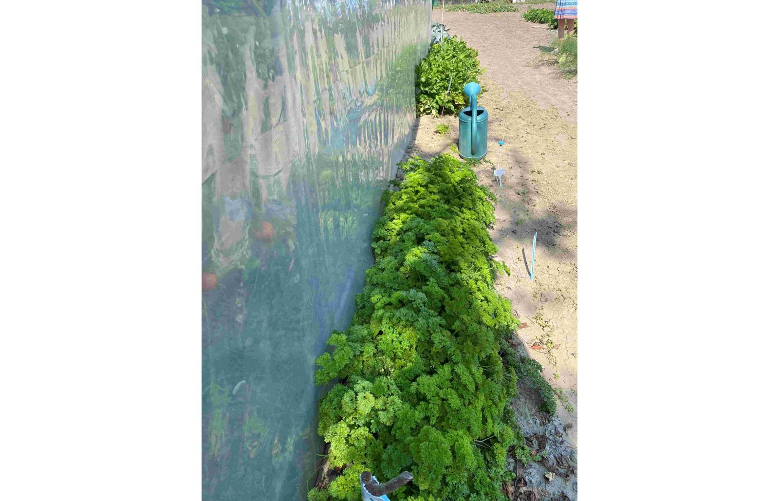 Serre tunnel de jardin - 31,5m² -  3 x 10,5 m - pieds droits - haute résistance à petit prix - LES SERRES TONNEAU - Image 5