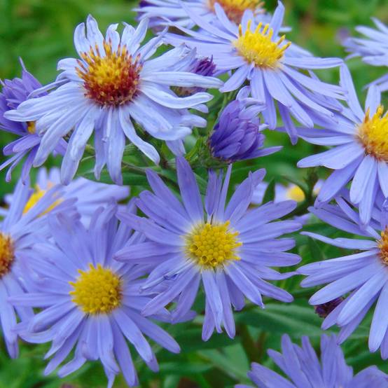 Promesse de Fleurs - Aster dumosus Prof. Anton Kippenberg Godet de 8/9 cm