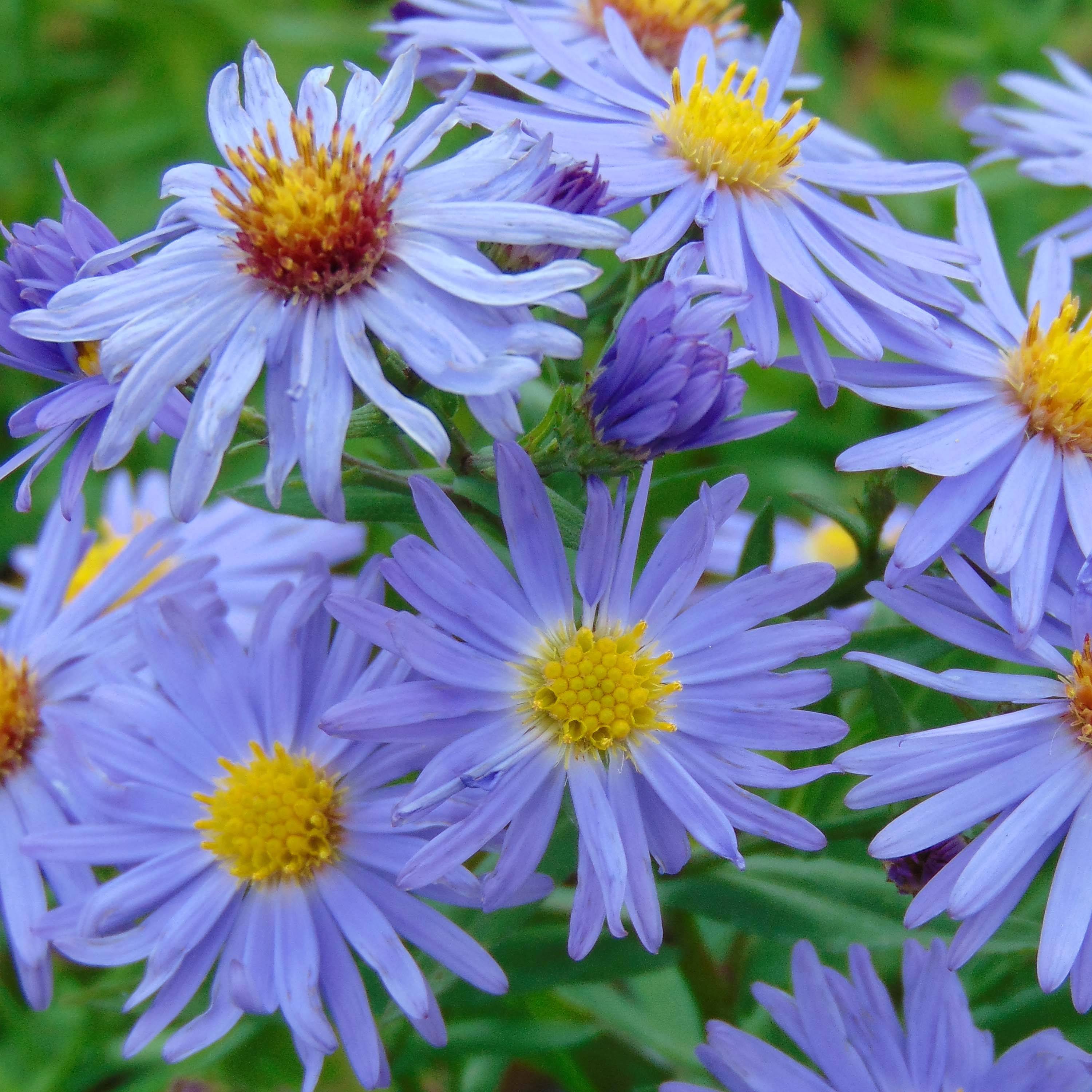 Promesse de Fleurs - Aster dumosus Prof. Anton Kippenberg Godet de 8/9 cm