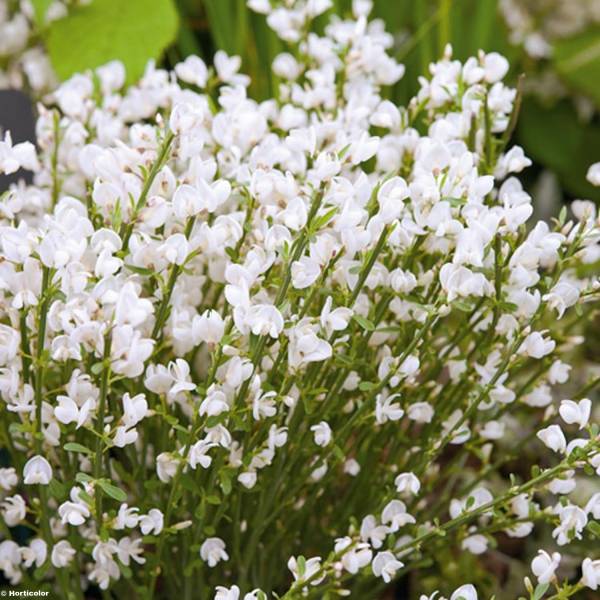 Promesse de Fleurs - Genêt précoce - Cytisus praecox Albus Pot de 2L/3L - Image 1