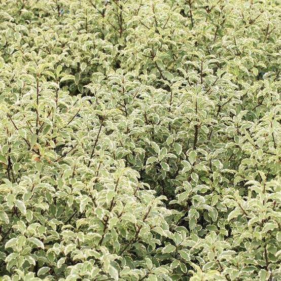 Pittosporum de Nouvelle-Zélande 'Variegatum' (Pittosporum tenuifolium 'Variegatum') - Godet 9cm - Pépinières Naudet