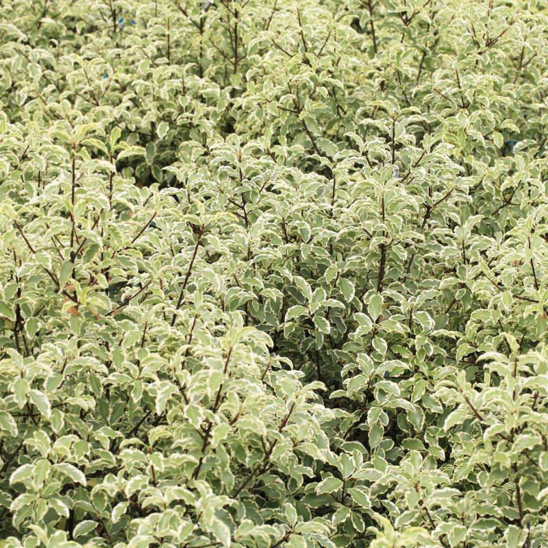 Pittosporum de Nouvelle-Zélande 'Variegatum' (Pittosporum tenuifolium 'Variegatum') - Godet 9cm - Pépinières Naudet
