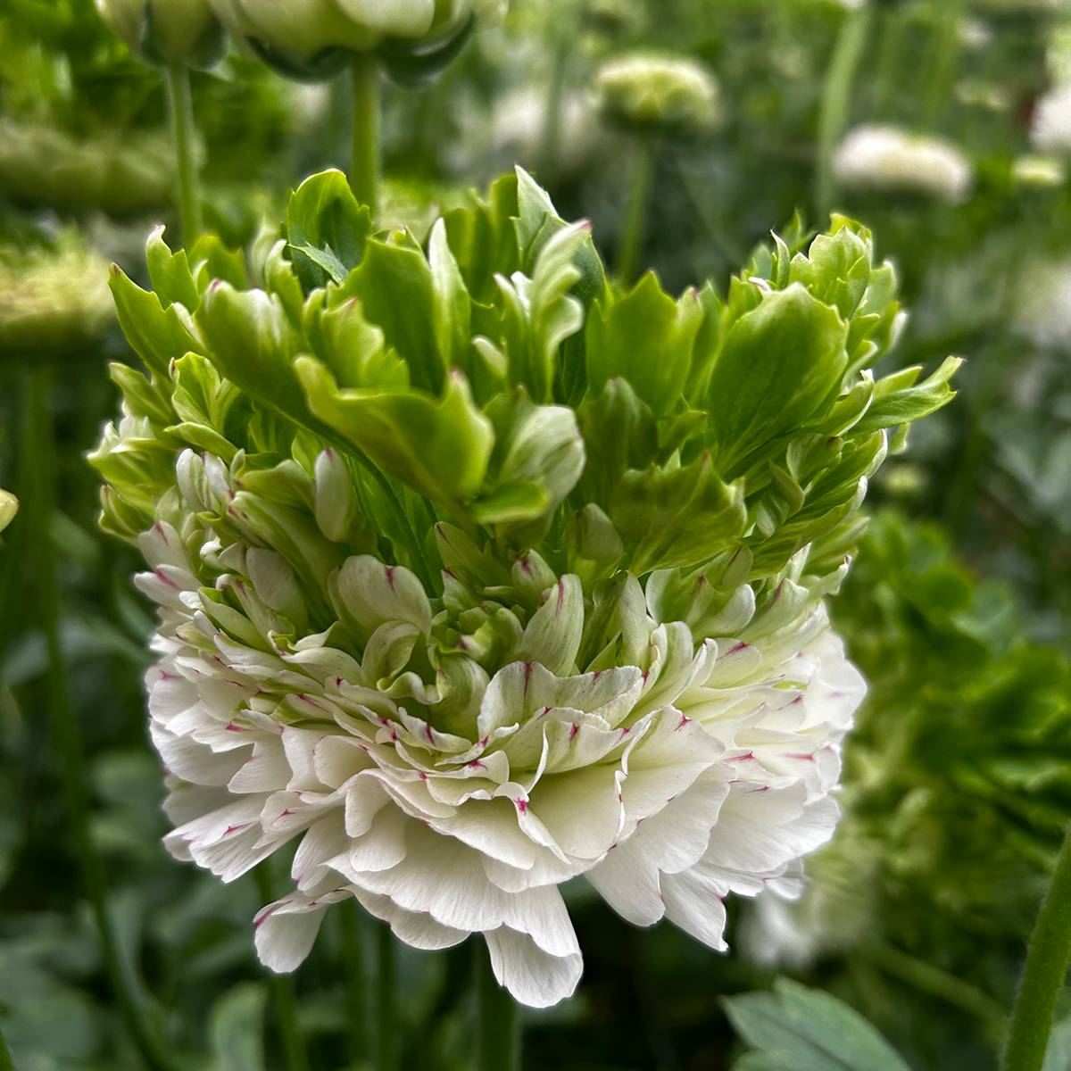 Promesse de Fleurs - Renoncule des fleuristes Crown Giverny – Ranunculus asiaticus Bulbe calibre 8+