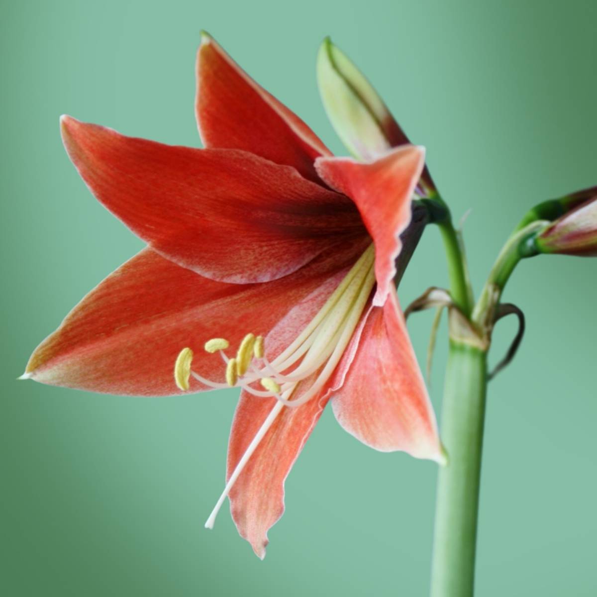 Promesse de Fleurs - Amaryllis Tierra (Terra Mystica) - Hippeastrum Bulbe calibre 26/28