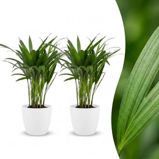Palmier Areca - Dypsis lutescens - avec pot blanc - lot de 2 - Ø12cm - ↕45cm - Plantes d’intérieur