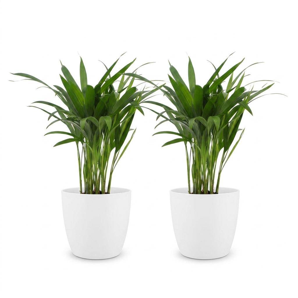 Palmier Areca - Dypsis lutescens - avec pot blanc - lot de 2 - Ø12cm - ↕45cm - Plantes d’intérieur - Image 2