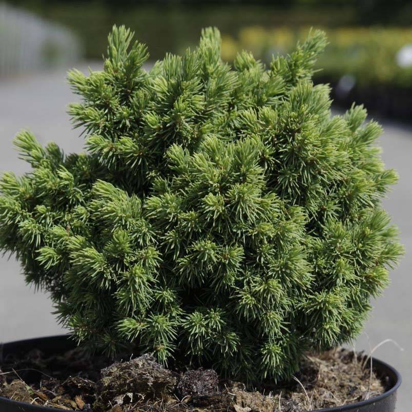 Promesse de Fleurs - Épicéa - Picea abies Jalako Gold Pot de 2L/3L
