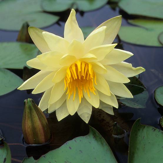 Nymphaea Charlene Strawn - Nénuphar rustique parfumé Pot de 1,5L/2L