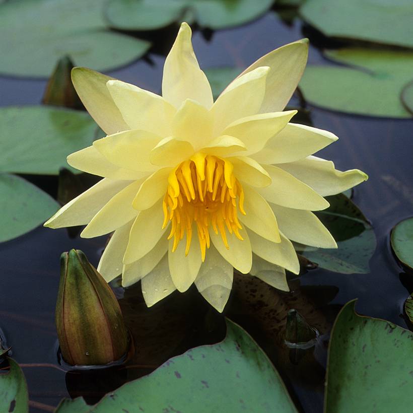 Nymphaea Charlene Strawn - Nénuphar rustique parfumé Pot de 1,5L/2L