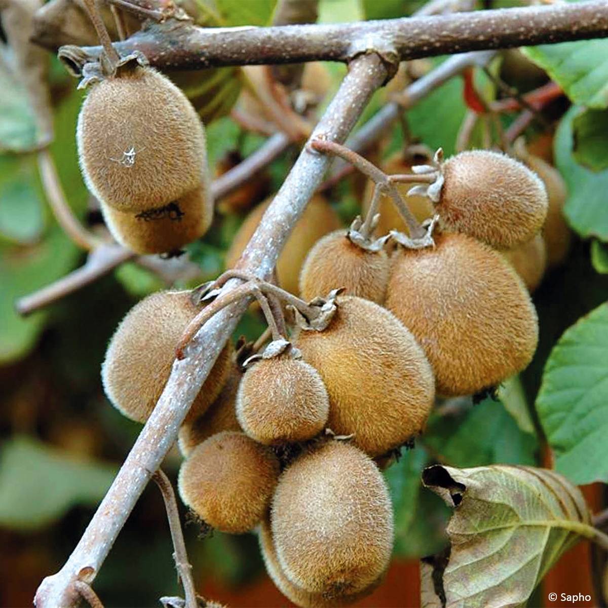 Kiwi Solissimo Bio - Actinidia deliciosa Pot de 1,5L/2L