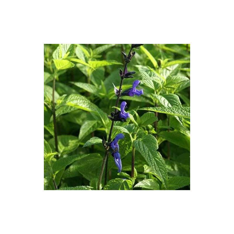 Sauge guarani Black and Blue à fleurs Bleue/Noir - feuillage Semi-Persistant - Godet - 5/20 cm - Image 6