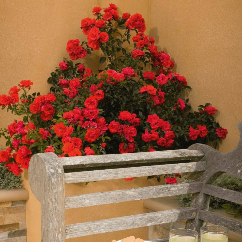 Rosier paysager Decorosier® Kadora® 'Noa 83100 b' à fleurs Rouge/ - feuillage Caduc - Pot de 2L - 40/60 cm - Image 1