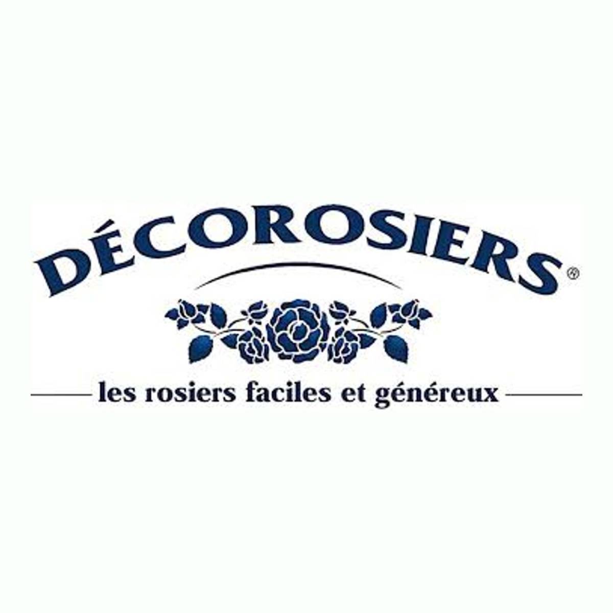 Rosier paysager Decorosier® Kadora® 'Noa 83100 b' à fleurs Rouge/ - feuillage Caduc - Pot de 2L - 40/60 cm - Image 6