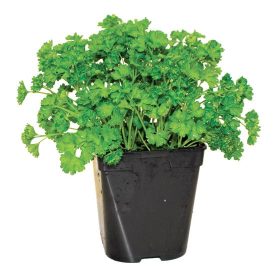 Persil frisé pot de 1 litre - Image 1