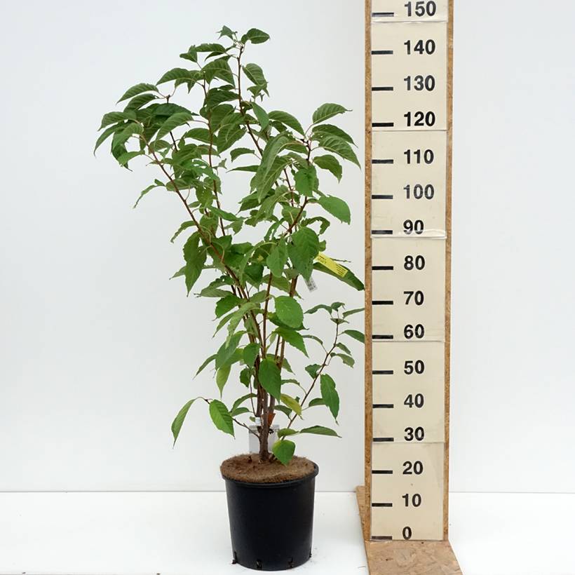 Promesse de Fleurs - Prunus serrulata Amanogawa Pot de 7,5L/10L - Image 2