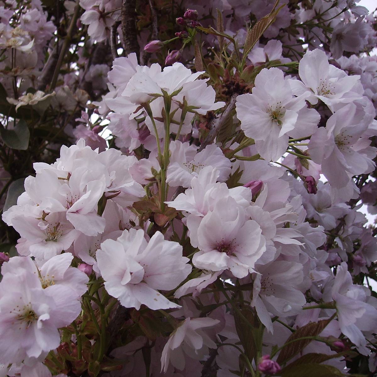 Promesse de Fleurs - Prunus serrulata Amanogawa Pot de 7,5L/10L - Image 1