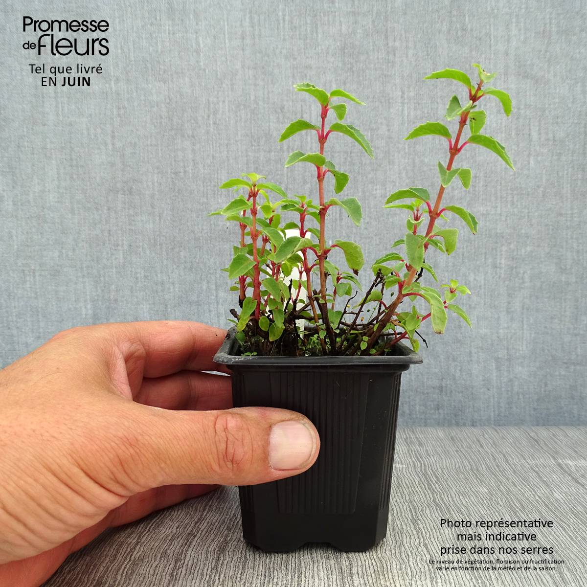 Promesse de Fleurs - Fuchsia rustique Tom Thumb (Tom Pouce) Godet de 8/9 cm - Image 2