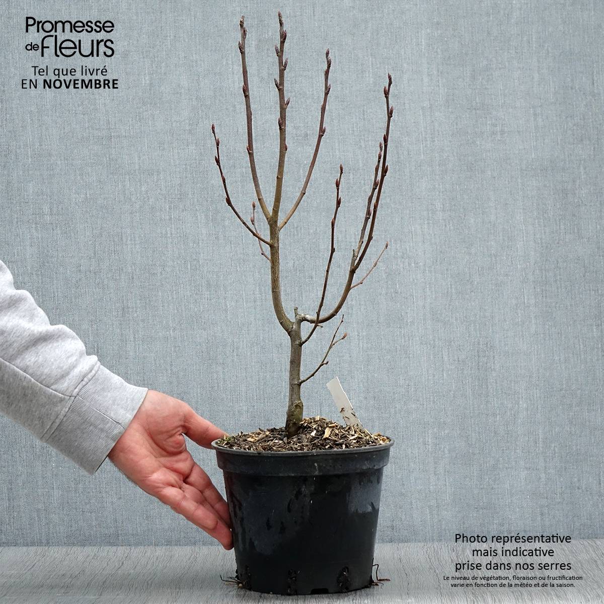 Carpinus betulus Monumentalis - Charme commun Pot de 2L/3L