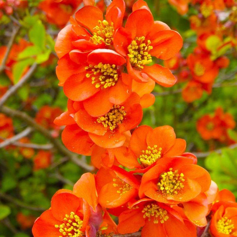 Cognassier du Japon 'Orange Trail' (Chaenomeles superba 'Orange Trail') - Godet - Taille 15/30cm - Pépinières Naudet