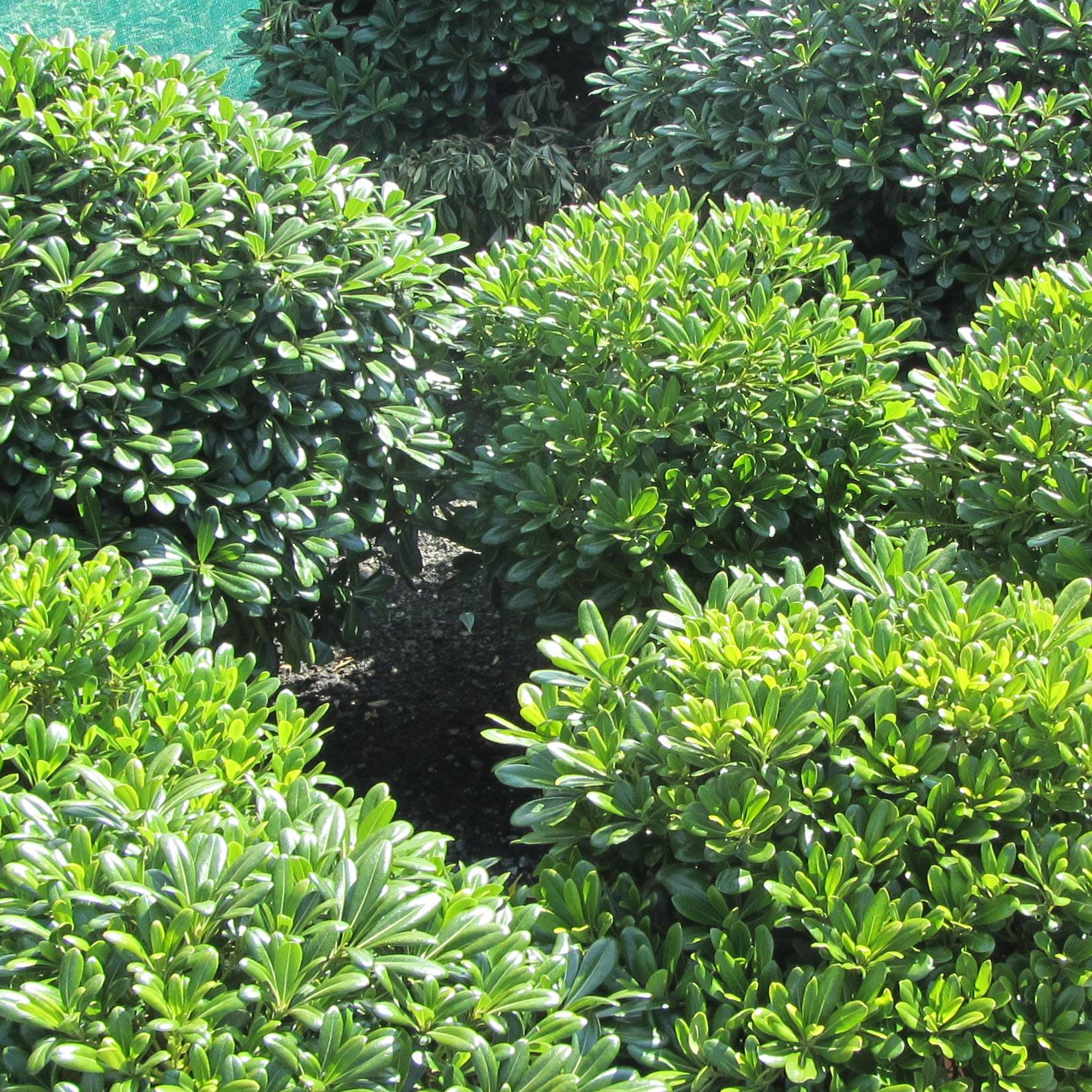 Pittosporum tobira Nanum Pot de 7,5L/10L - Image 1